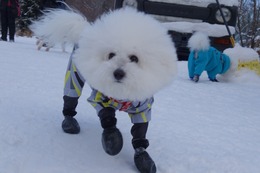や　ひめ