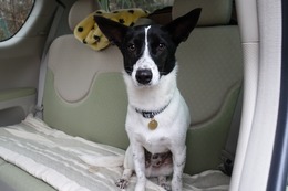 ぬ　りん太　新１歳