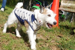 わ　チャロ　９・２６→１０・３