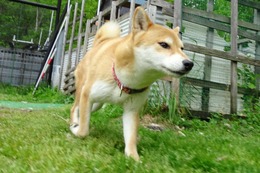 さ さくら2018.6.3→5.29