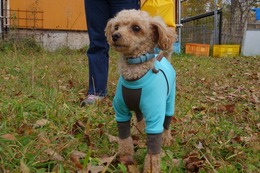 た　小哲　新2歳