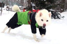 に つらら