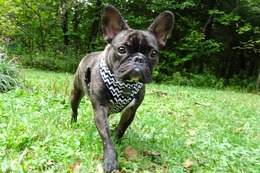 ふ ブラウン 新2歳