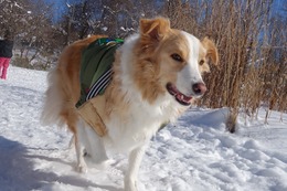 の　コプチェフ　１・２８→１・２９