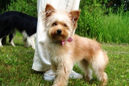 し チャスケ 新9か月