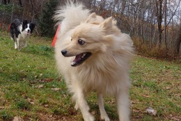 す 小太郎 11・3→11・18