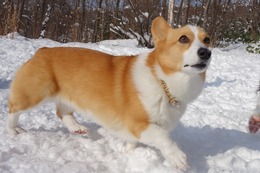く　英