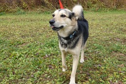 ふ 平蔵 10.31→11.3