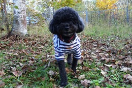 こ　小太郎　新９歳