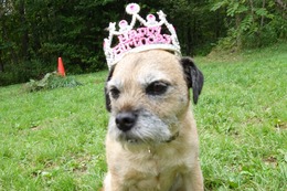 わ BARR 6歳誕生記念