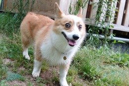 な　コムギ