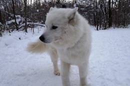 む　さぶろう