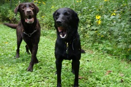 に　ブリンクリー