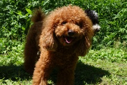 に　ココ　7.17→8.2