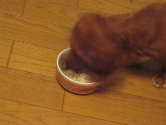 犬の食事 手抜き犬の食事 犬の食事 手作り犬ごはん