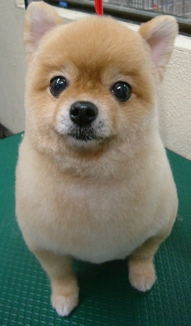 画像 ポメラニアンを柴犬カットにした結果ｗｗｗｗｗｗｗｗｗ なんjクエスト