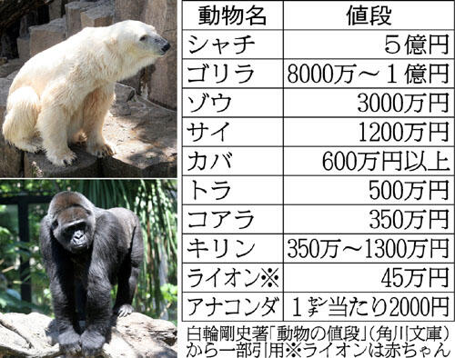 【悲報】　ゴリラ、やっぱ高過ぎる・・・