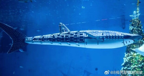 【悲報】中国の水族館、主役のジンベエザメがロボットだとバレ炎上ｗｗｗｗｗｗｗｗｗｗｗ