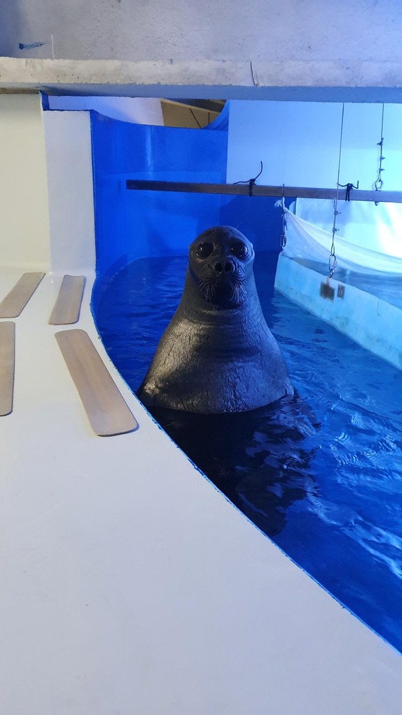 【画像あり】　バイカルアザラシ、怖すぎる・・・