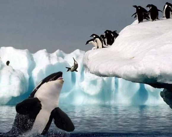 ペンギン あっ 滑る っ なんjクエスト