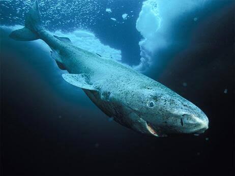【画像】　500年以上生きるサメが発見されるｗｗｗｗｗｗｗｗｗｗｗｗｗ