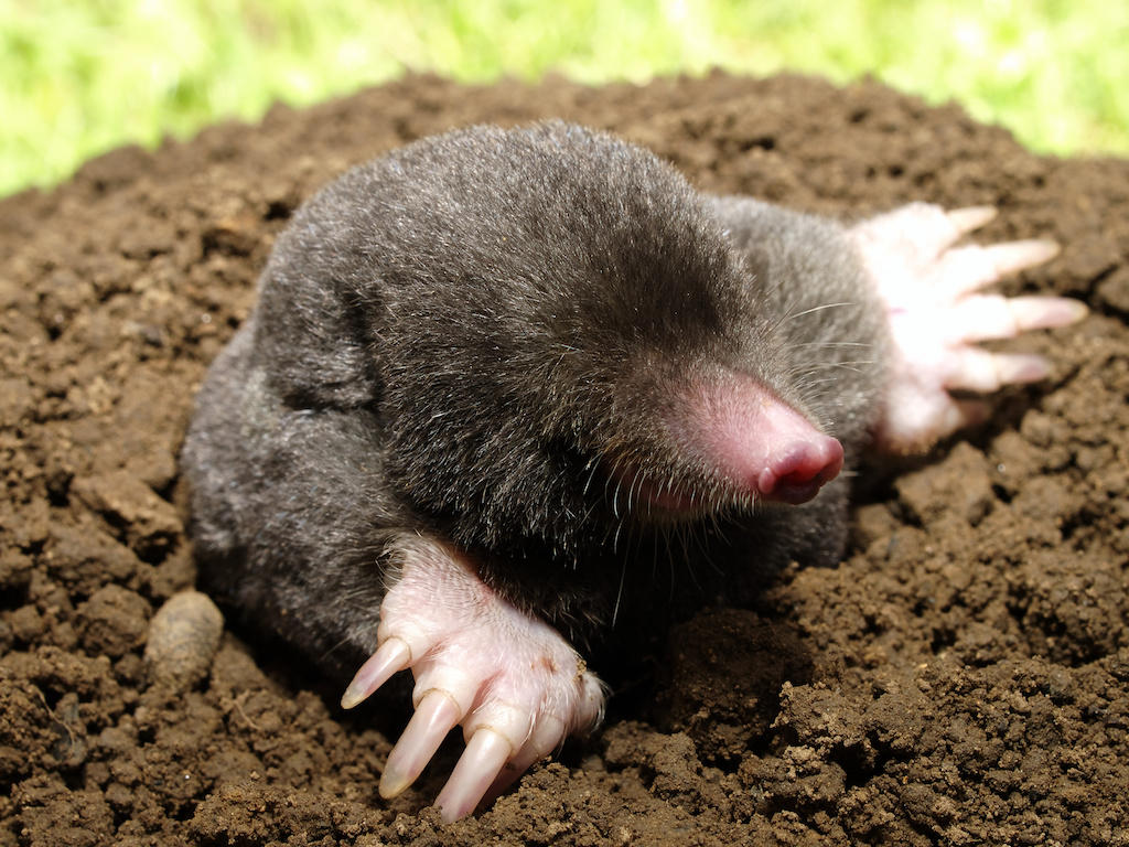 悲報 モグラ 大半の人間が生で見たことがない謎生物wwwwwwwwwww なんjクエスト 悲報 モグラ 大半の人間が生で見たことがない謎生物wwwwwwwwwww なんjクエスト