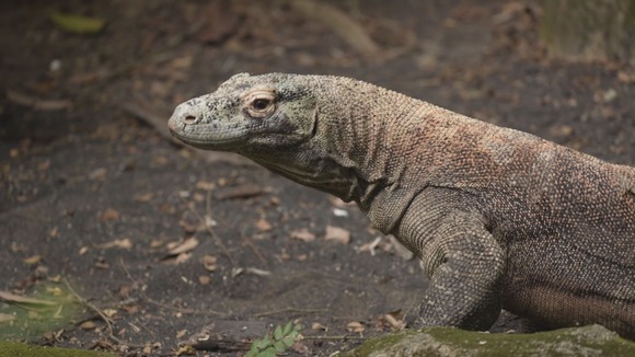 【速報】世界最大のトカゲ「コモドドラゴン」その名も「タロウ」日本に初上陸！ｗｗｗｗｗ