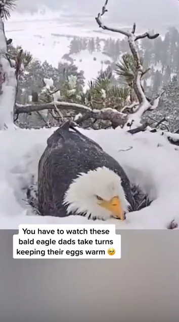 【感動】ワシ、交代で卵を温めるｗｗｗｗｗｗｗｗｗｗ