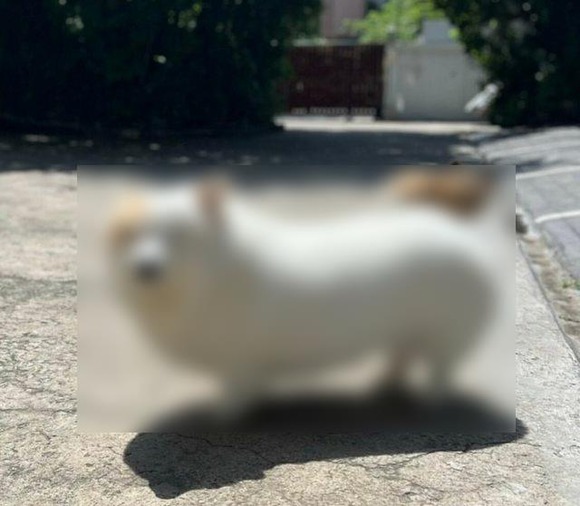 【朗報】恵体なイッヌ見つかるｗｗｗｗｗｗｗｗｗｗ