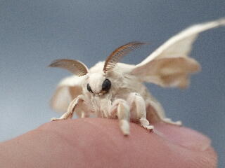 【画像】カイコとかいう人間が生み出したかわいいやつｗｗｗｗｗｗｗｗｗｗｗｗ