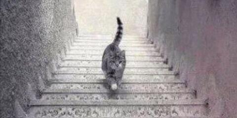 【画像】この猫は階段を登ってるか降りてるかが世界的議論にｗｗｗｗｗｗｗｗｗｗ
