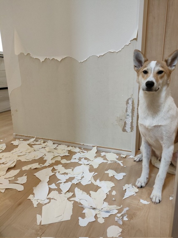 【悲報】イッヌさん、新築の家をボロボロにしてしまうｗｗｗｗｗｗｗｗｗｗ