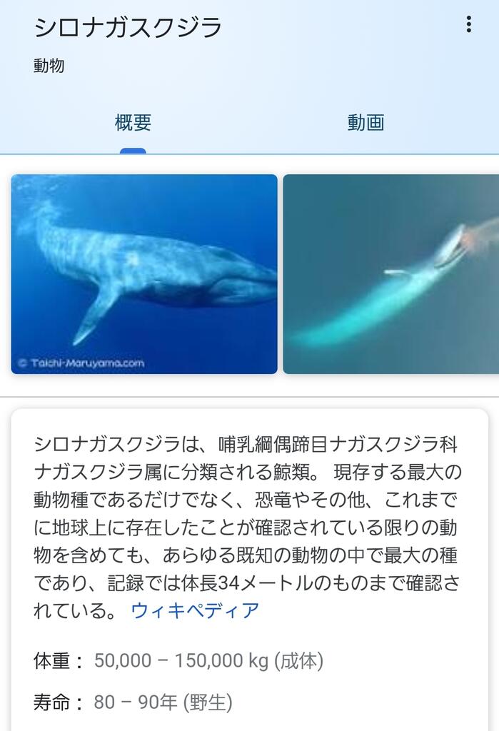 朗報 地球史上 最大の生物 シロナガスクジラだったwwwwwwwwww なんjクエスト 朗報 地球史上 最大の生物 シロナガスクジラだったwwwwwwwwww なんjクエスト