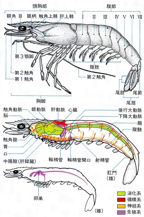 【画像あり】エビの体の構造キモすぎやろｗｗｗｗｗｗｗｗｗｗｗ