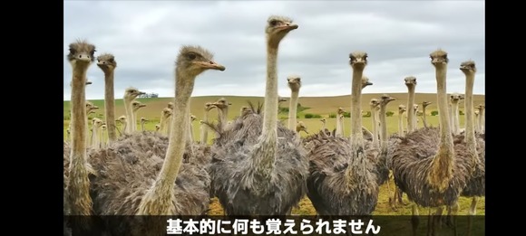 【画像】　ダチョウさん、バチクソにアホだったｗｗｗｗｗｗｗｗｗｗｗｗ