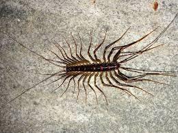 悲報 ゲジゲジさん 害虫を食べてくれる上に人間を襲わない益虫なのに嫌われまくってしまう 画像あり なんjクエスト 悲報 ゲジゲジさん 害虫を食べてくれる上に人間を襲わない益虫なのに嫌われまくってしまう 画像あり なんjクエスト