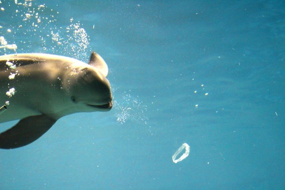 【悲報】クラゲ「おっ、イルカが輪っか作ってるやんけ！近づいたろ！」