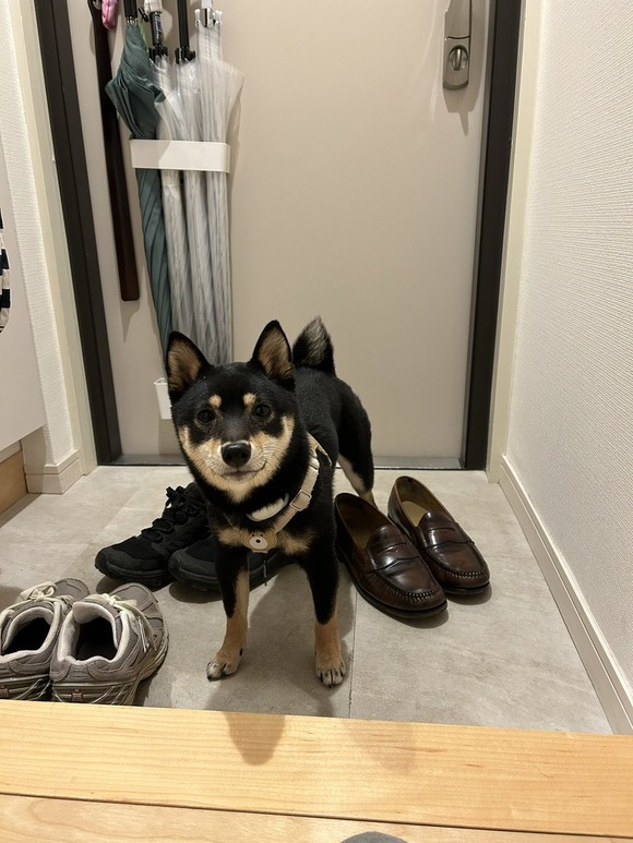 【画像】　イッヌ「散歩帰りだけど足洗って貰ってない…とりあえず玄関で待っとこ」