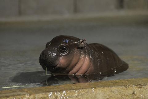 【画像】　カバの赤ちゃんをご覧下さいｗｗｗｗｗｗｗｗｗｗｗｗ