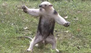 【悲報】アリクイの威嚇のポーズ、怖すぎるｗｗｗｗｗｗｗｗｗｗｗｗ