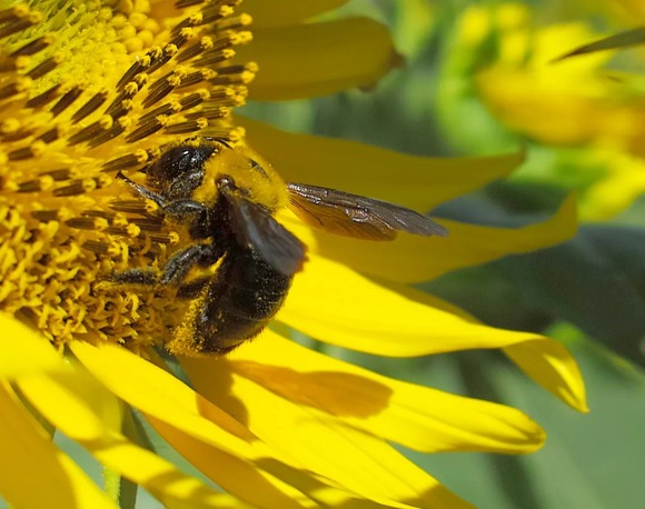 画像 クマバチ可愛いよねｗｗｗｗｗｗ なんjクエスト