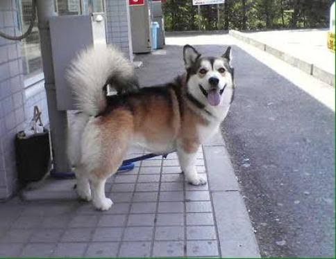 シベリアンハスキーとかいう地球上で最も格好良い犬ｗｗｗｗｗｗｗｗｗ なんjクエスト