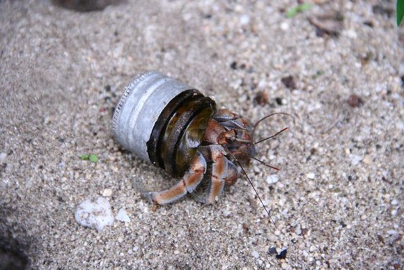 【画像】貝殻を見つけられなかったヤドカリ達の末路がこちらｗｗｗｗｗｗｗｗｗｗｗｗｗｗｗｗｗ