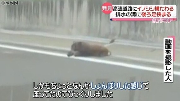 【悲報】全てを諦めたイノシシ、ガチでヤバいｗｗｗｗｗｗｗｗｗｗ