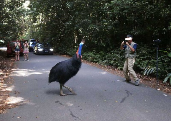 【画像】おっさんがヒクイドリに蹴り飛ばされる直前の写真ｗｗｗｗｗ