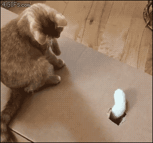猫gif 爆笑