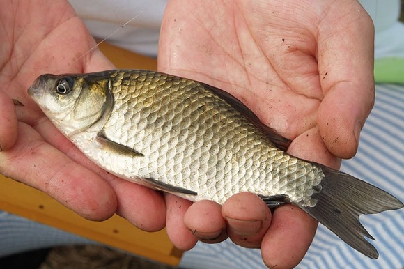 【悲報】フナ釣り大会、誰一人釣り上げられず終了 →仕方ないので鯉を釣ったグランダーが優勝ｗｗｗｗｗｗ