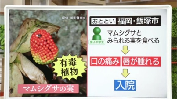 【悲報】中学生さん、道端に生えていた美味しそうな実を食べてしまい、食中毒に・・・(画像あり)