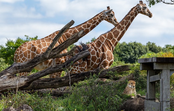 【画像】横浜の動物園でキリンとチーター同時展示されるｗｗｗｗｗｗｗｗｗｗｗｗｗｗｗｗ