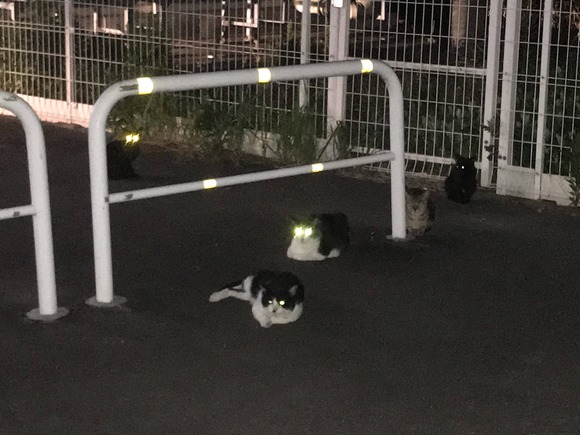 画像 ノラ猫 台風やばいンゴねぇ 飼いネッコ ほなワイの家で雨宿りしてくか なんjクエスト 画像 ノラ猫 台風やばいンゴねぇ 飼いネッコ ほなワイの家で雨宿りしてくか なんjクエスト